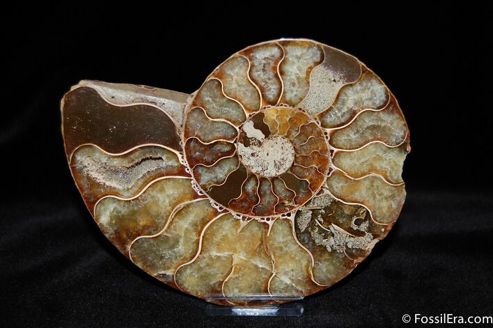 Beautiful Inch Cleoniceras Ammonite #362